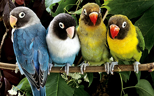 Oiseau
