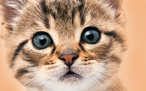 Chat