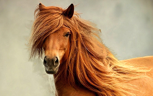 Cheval