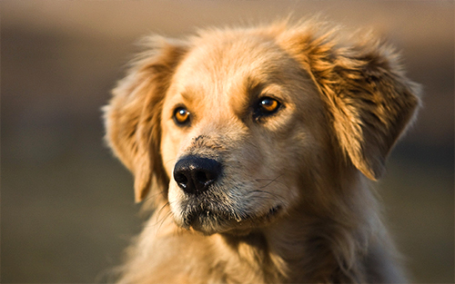 Chien