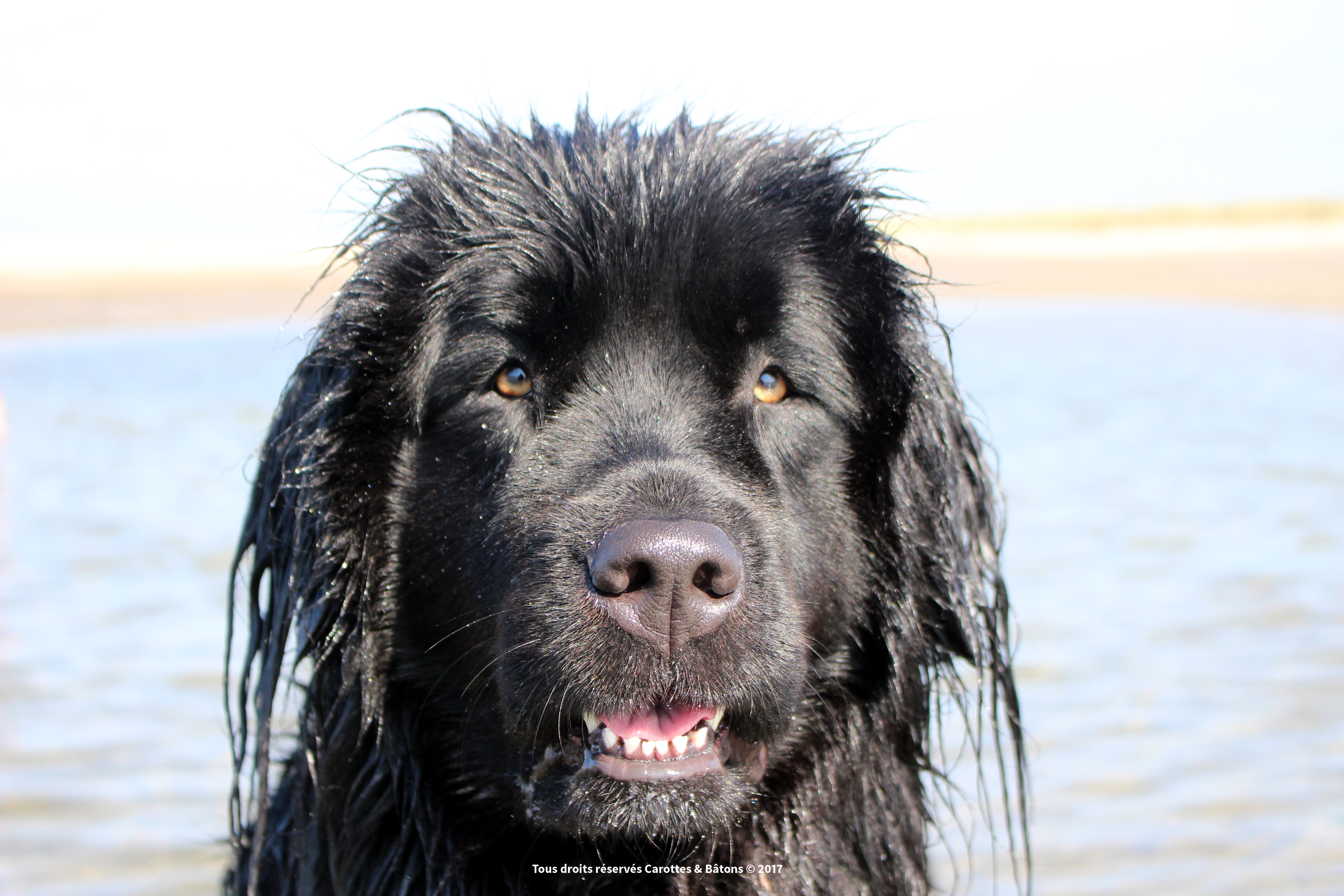 Chien au calme pendant une journée chaude